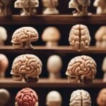 Variety of brain models on shelves.